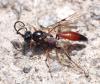 Mesoleptus sp.